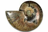 Polished Red Flash Ammonite (Cleoniceras) Fossil - Madagascar #367717-1